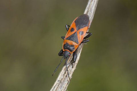 Scantius aegyptius Scantius aegyptius

discussion here:
https://www.jungledragon.com/image/72400/scantius_aegyptius.html Mediterranean red bug,Scantius aegyptius,arthopoda,hemiptera,insecta,insects,pyrrhocoridae,winter