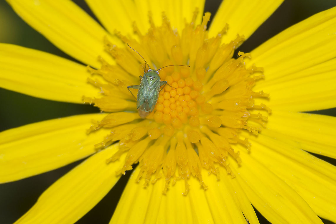 Miridae Miridae<br />
ID if possible, Thanks! Miridae,arthropoda,biodiversity,hemiptera,insecta,insects,winter