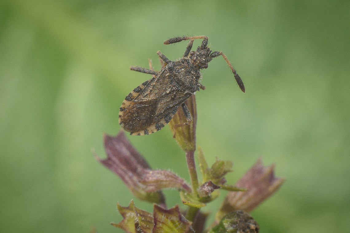Strobilotoma typhaecornis Strobilotoma typhaecornis (please confirm)<br />
<a href="https://www.galerie-insecte.org/galerie/view.php?ref=188318" rel="nofollow">https://www.galerie-insecte.org/galerie/view.php?ref=188318</a> Pseudophloeinae,Strobilotoma typhaecornis,arthropoda,biodiversity,coreidae,hemiptera,insecta,insects,winter