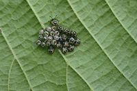 Rhaphigaster nebulosa nymphs and empty eggs Pentatomidae Eggs,Pentatomidae,Pentatomini,Rhaphigaster,Rhaphigaster nebulosa,biodiversity,bugs,hemiptera,heteroptera,nymph
