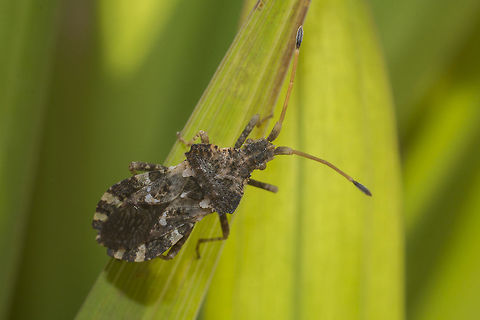 Bugs in winter Centrocoris variegatus sun bathing on my Iris leaves, a while ago. Centrocoris variegatus,arthropoda,biodiversity,coreidae,hemiptera,insecta,insects,winter