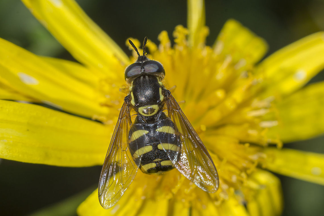 Chrysotoxum intermedium Chrysotoxum intermedium<br />
Dordal view Chrysotoxum intermedium,arthropoda,biodiversity,diptera,insecta,insects,syrphidae,winter