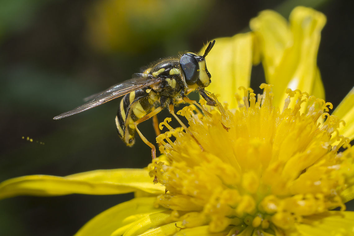 Chrysotoxum intermedium Chrysotoxum intermedium<br />
Lateral view Chrysotoxum intermedium,arthropoda,biodiversity,diptera,hoverfly,syrphidae