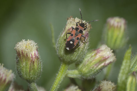 Horvathiolus syriacus Horvathiolus syriacus Horvathiolus syriacus,arthropoda,hemiptera,heteroptera,insecta,insects,lygaeidae,winter
