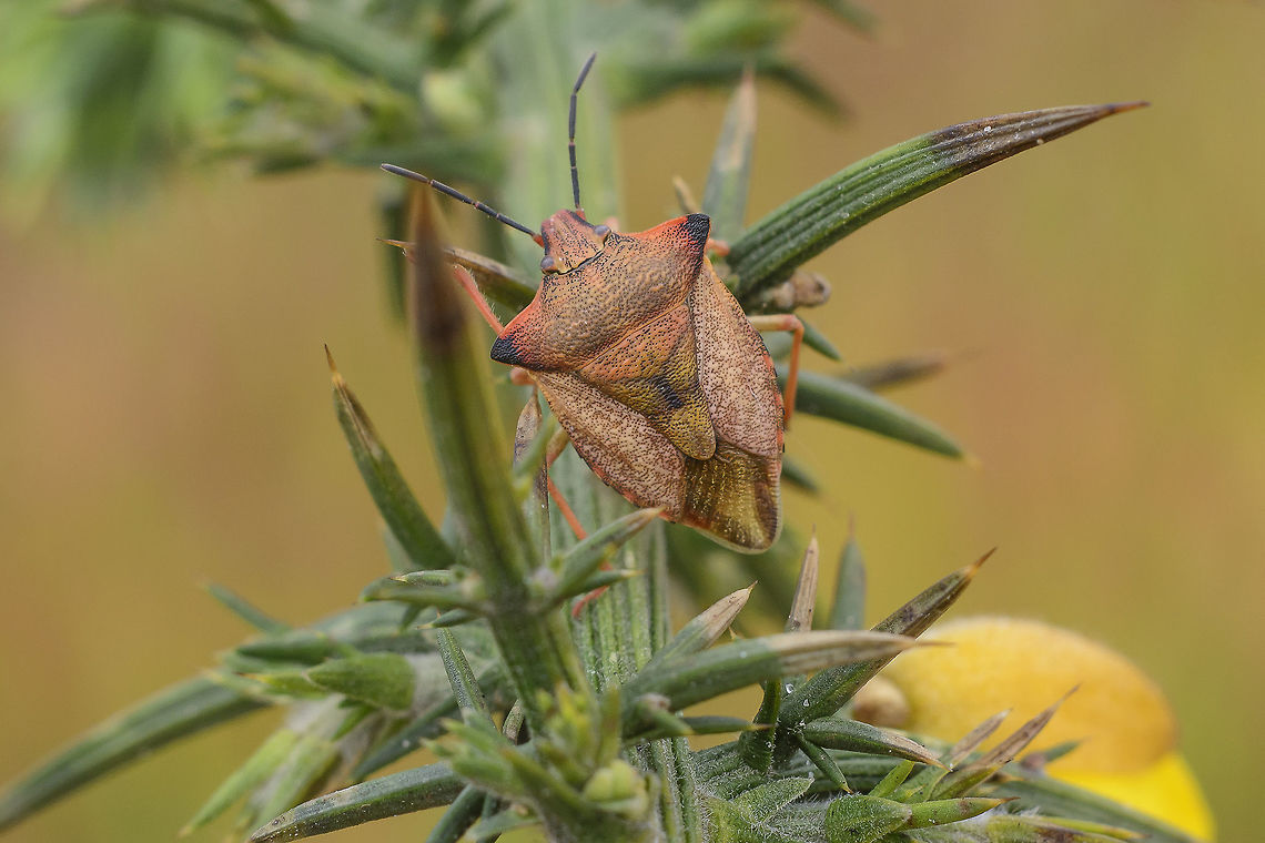 Carpocoris mediterraneus atlanticus Carpocoris mediterraneus atlanticus, dorsal<br />
on Ulex sp. Carpocoris mediterraneus atlanticus,Pentatominae,Pentatomini,Red Shield Bug,biodiversity,insecta,insects,pentatomidae,winter