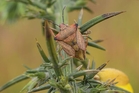 Carpocoris mediterraneus atlanticus Carpocoris mediterraneus atlanticus, dorsal
on Ulex sp. Carpocoris mediterraneus atlanticus,Pentatominae,Pentatomini,Red Shield Bug,biodiversity,insecta,insects,pentatomidae,winter