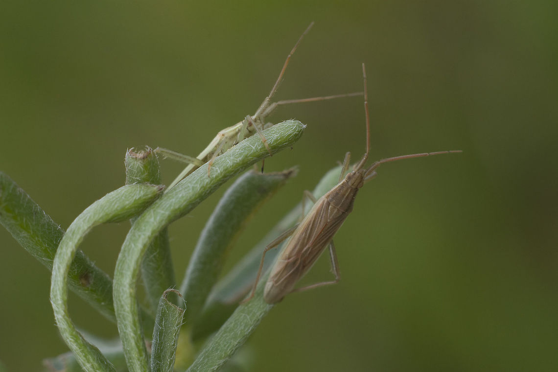 Miridae Miridae<br />
Stenodema? sp.<br />
<br />
discussion here:<br />
<figure class="photo"><a href="https://www.jungledragon.com/image/74133/stenodema_sp.html" title="Stenodema sp."><img src="https://s3.amazonaws.com/media.jungledragon.com/images/2527/74133_thumb.jpg?AWSAccessKeyId=05GMT0V3GWVNE7GGM1R2&Expires=1770854410&Signature=7mV0lDExUS%2F4ht2vbkN2axowbkg%3D" width="200" height="134" alt="Stenodema sp. https://www.galerie-insecte.org/galerie/esp-page.php?gen=Stenodema&amp;esp=laevigata arthropoda,biodiversity,hemiptera,insecta,insects,miridae,mirini,winter" /></a></figure> Miridae,arthropoda,biodiversity,hemiptera,insecta,insects,mirini,winter