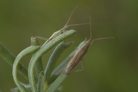 Miridae Miridae
Stenodema? sp.

discussion here:
https://www.jungledragon.com/image/74133/miridae.html Miridae,arthropoda,biodiversity,hemiptera,insecta,insects,mirini,winter