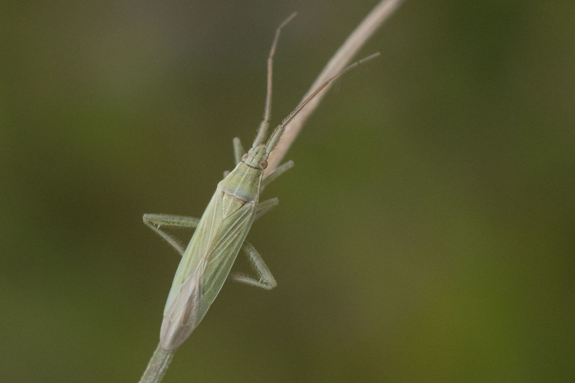 Stenodema sp. Dorsal view<br />
<br />
Discussion here:<br />
<figure class="photo"><a href="https://www.jungledragon.com/image/74133/stenodema_sp.html" title="Stenodema sp."><img src="https://s3.amazonaws.com/media.jungledragon.com/images/2527/74133_thumb.jpg?AWSAccessKeyId=05GMT0V3GWVNE7GGM1R2&Expires=1770854410&Signature=7mV0lDExUS%2F4ht2vbkN2axowbkg%3D" width="200" height="134" alt="Stenodema sp. https://www.galerie-insecte.org/galerie/esp-page.php?gen=Stenodema&amp;esp=laevigata arthropoda,biodiversity,hemiptera,insecta,insects,miridae,mirini,winter" /></a></figure> Miridae,arthropoda,biodiversity,hemiptera,insecta,insects,mirini,winter