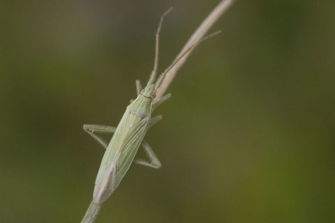 Stenodema sp. Dorsal view

Discussion here:
https://www.jungledragon.com/image/74133/miridae.html Miridae,arthropoda,biodiversity,hemiptera,insecta,insects,mirini,winter