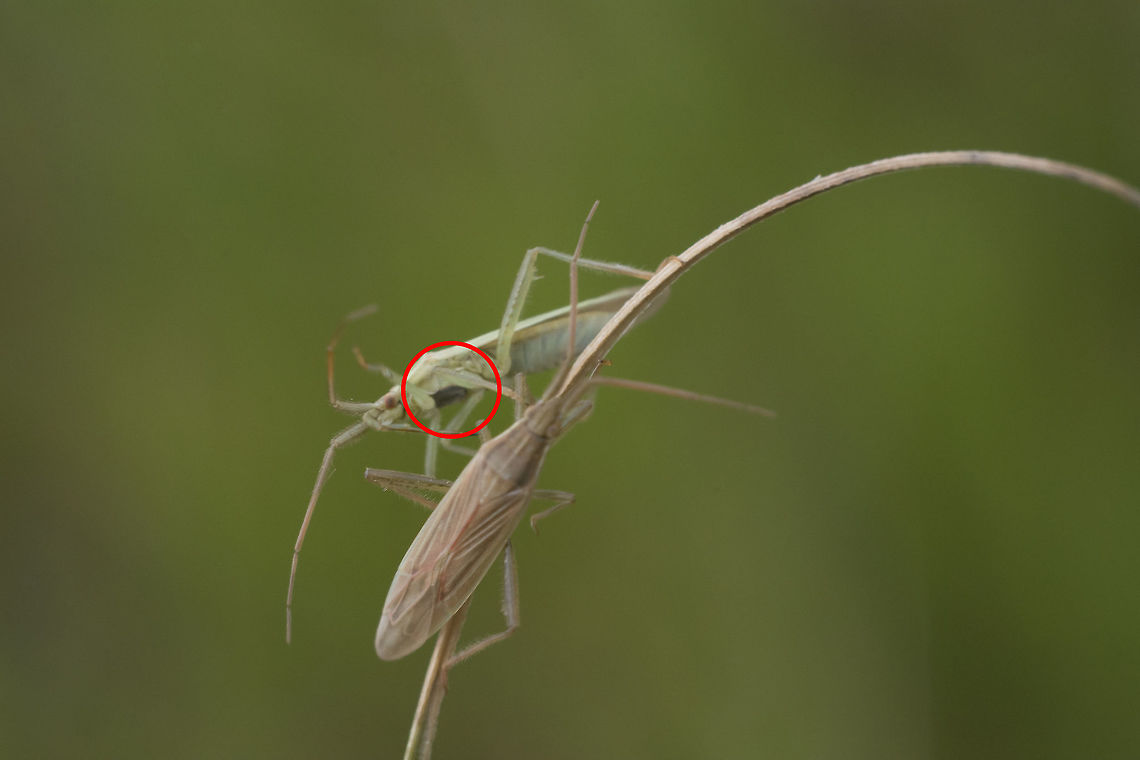 Stenodema sp. <a href="https://www.galerie-insecte.org/galerie/esp-page.php?gen=Stenodema&amp;esp=laevigata" rel="nofollow">https://www.galerie-insecte.org/galerie/esp-page.php?gen=Stenodema&amp;esp=laevigata</a> arthropoda,biodiversity,hemiptera,insecta,insects,miridae,mirini,winter