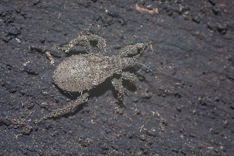 Reduviidae Reduviidae, nymph on quercus suber Reduviidae,arthropoda,biodiversity,hemiptera,heteroptera,insecta,insects,winter