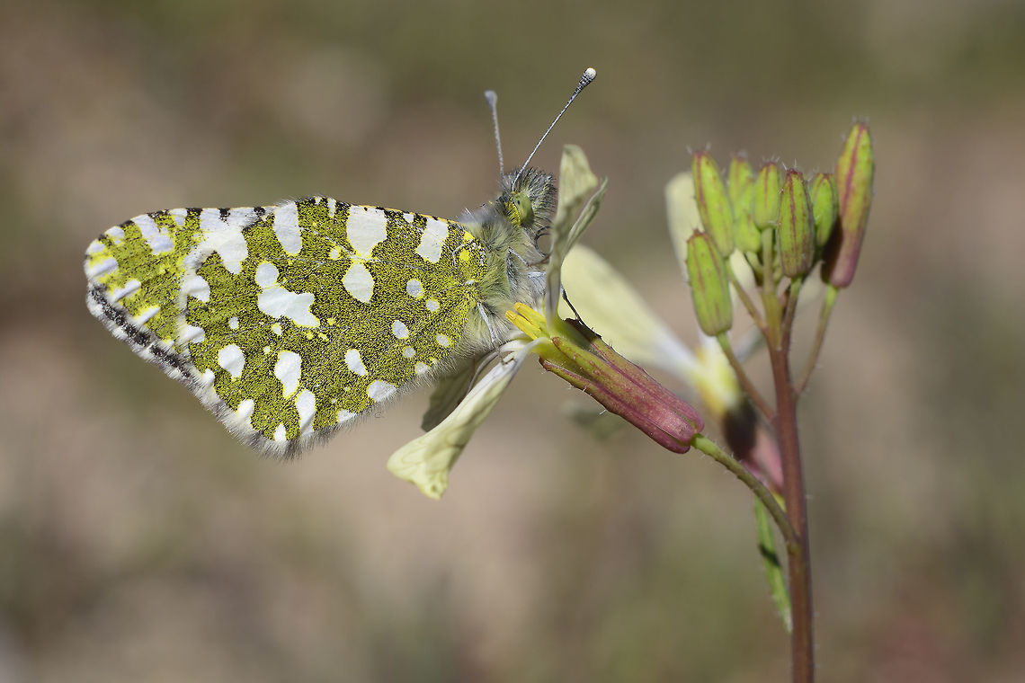 Euchloe crameri Euchloe crameri<br />
the first warm week of late winter, and a few dozen Euchloe crameri  starting their first flights :) Euchloe crameri,Western dappled white,biodiversity,lepidoptera,pieridae,rhopalocera,winter