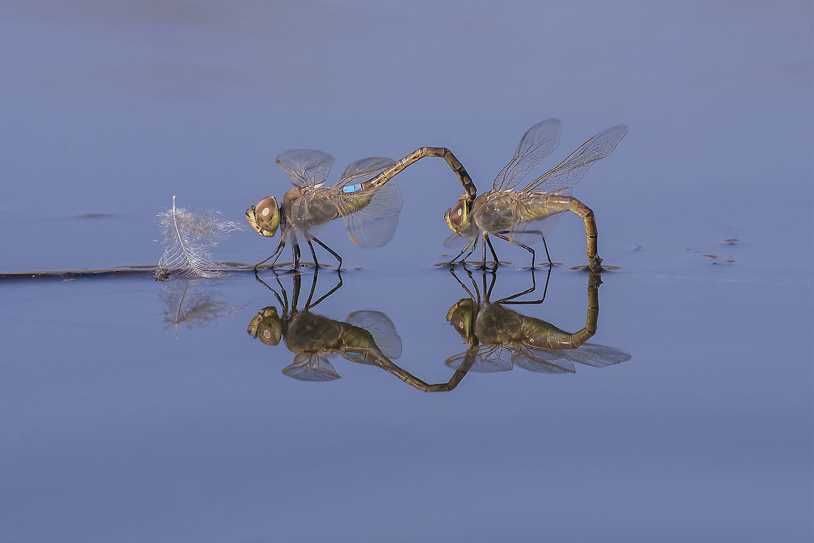 Designed by nature  Anax ephippiger,Vagrant emperor