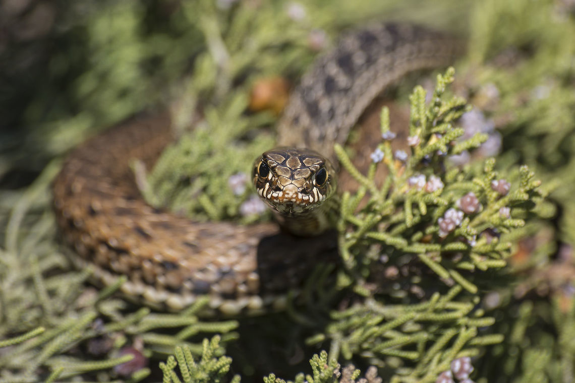 Close encounter Malpolon monspessulanus, a juvenil warming up on Juniperus turbinata<br />
 Colubridae,Malpolon monspessulanus,Montpellier snake,Reptilia,Squamata,biodiversity,snake