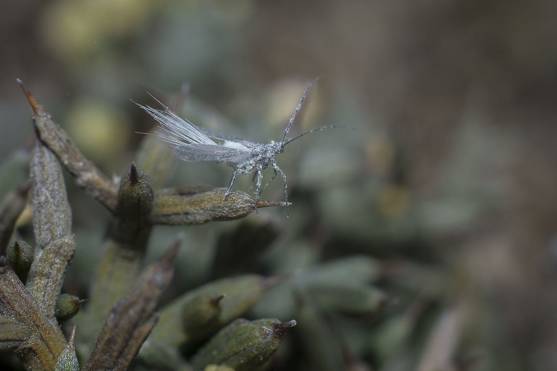 Orthezia urticae  Hemiptera,Nettle ensign scale,Orthezia urticae