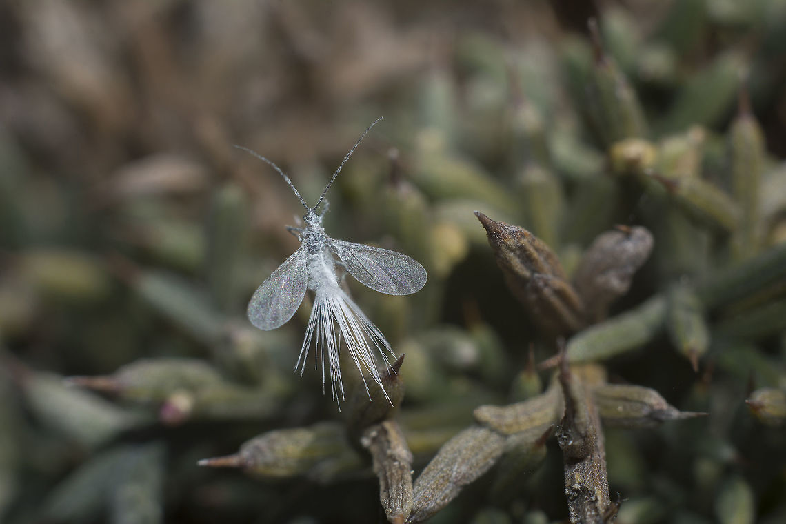 Any idea? <br />
 Hemiptera