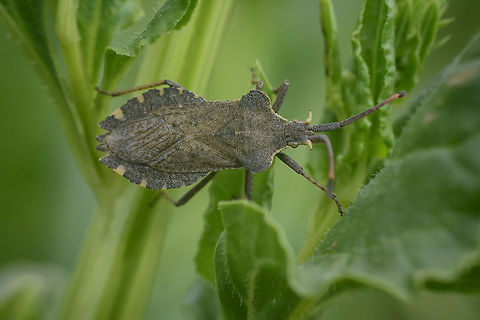 Enoplops bos Enoplops bos Enoplops bos,biodiversity,coreidae,hemiptera,heteroptera,insecta,insects,spring