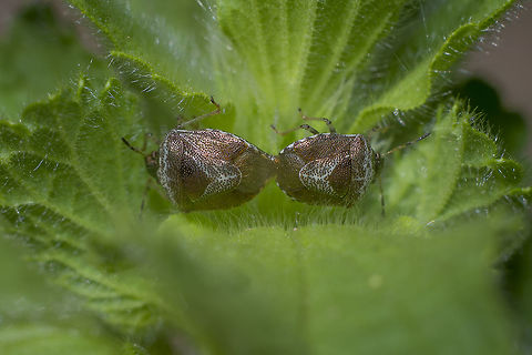 Stagonomus venustissimus Stagonomus venustissimus Stagonomus venustissimus,Woundwort shieldbug,arthropoda,hemiptera,heteroptera,insecta,insects,pentatomidae