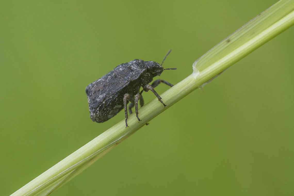 Psacasta tuberculata Psacasta tuberculata, lateral view Psacasta tuberculata,Scutelleridae,arthropoda,hemiptera,heteroptera,insecta,insects
