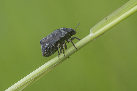 Psacasta tuberculata Psacasta tuberculata, lateral view Psacasta tuberculata,Scutelleridae,arthropoda,hemiptera,heteroptera,insecta,insects