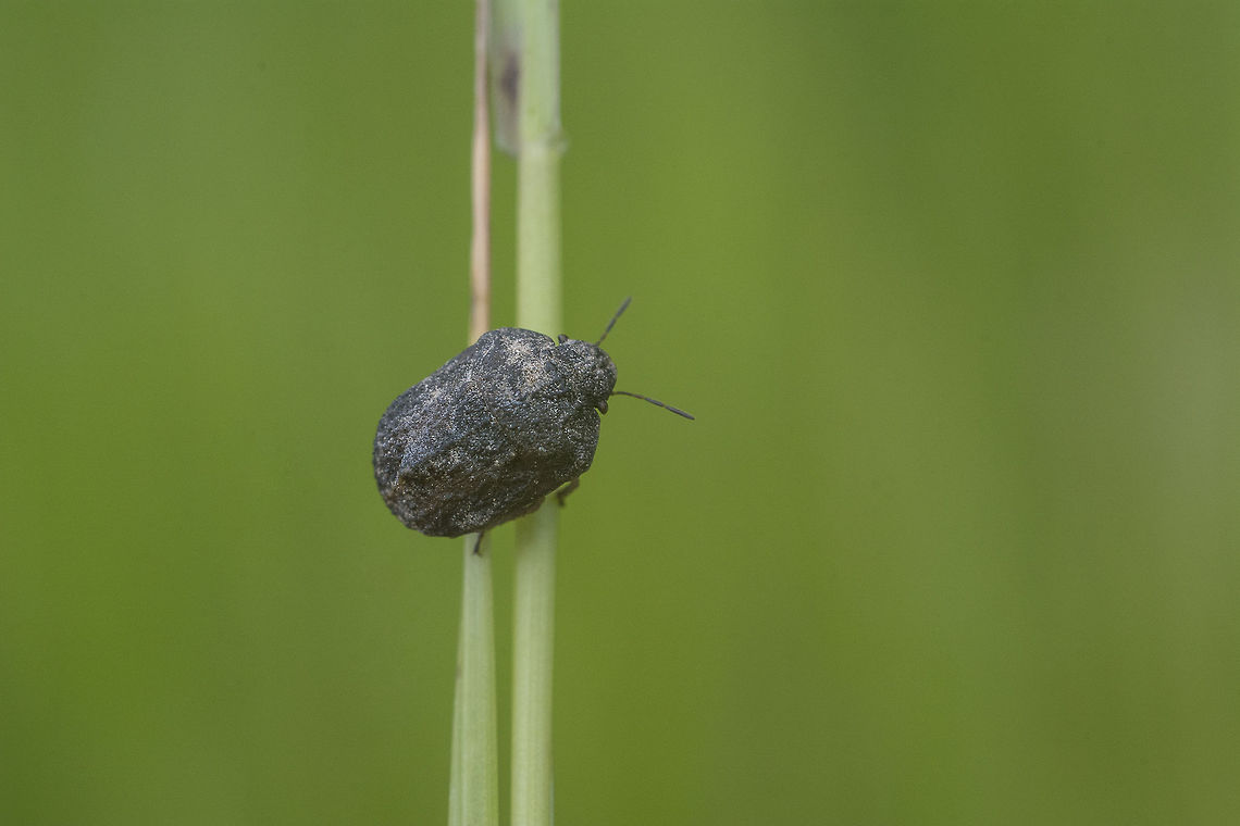 Psacasta tuberculata Psacasta tuberculata, top view Psacasta tuberculata,Scutelleridae,arthropoda,hemiptera,heteroptera,insecta,insects