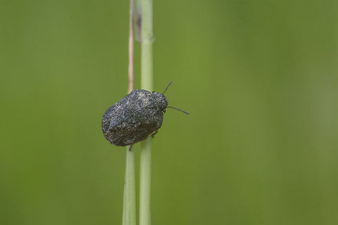 Psacasta tuberculata Psacasta tuberculata, top view Psacasta tuberculata,Scutelleridae,arthropoda,hemiptera,heteroptera,insecta,insects