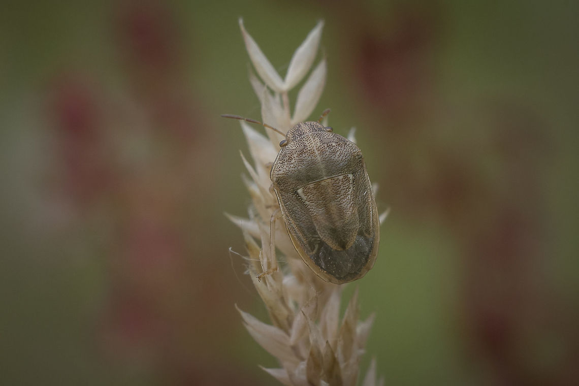 Neottiglossa bifida Neottiglossa bifida Neottiglossa bifida