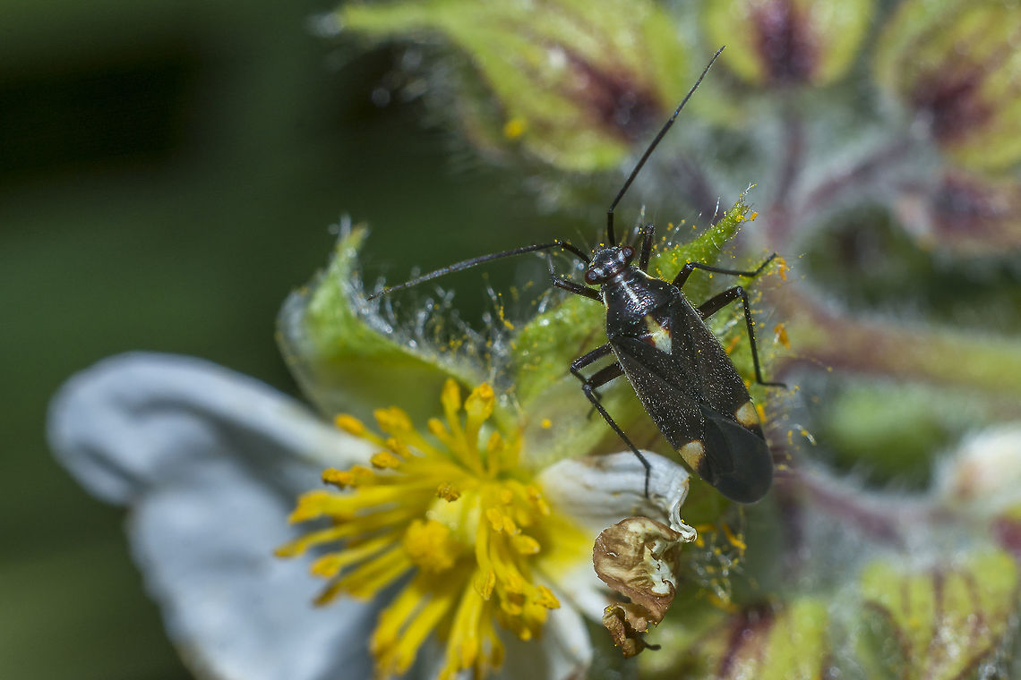 Capsodes flavomarginatus Capsodes flavomarginatus, top view Capsodes flavomarginatus,arthropoda,hemiptera,heteroptera,insecta,insects,miridae