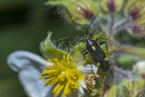 Capsodes flavomarginatus Capsodes flavomarginatus, top view Capsodes flavomarginatus,arthropoda,hemiptera,heteroptera,insecta,insects,miridae