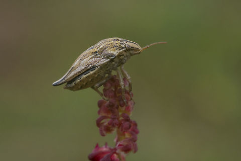 Odontotarsus caudatus Odontotarsus caudatus, lateral view Odontotarsus purpureolineatus,Scutelleridae,arthropoda,biodiversity,bugs,hemiptera,insecta,insects,pentatomoidea