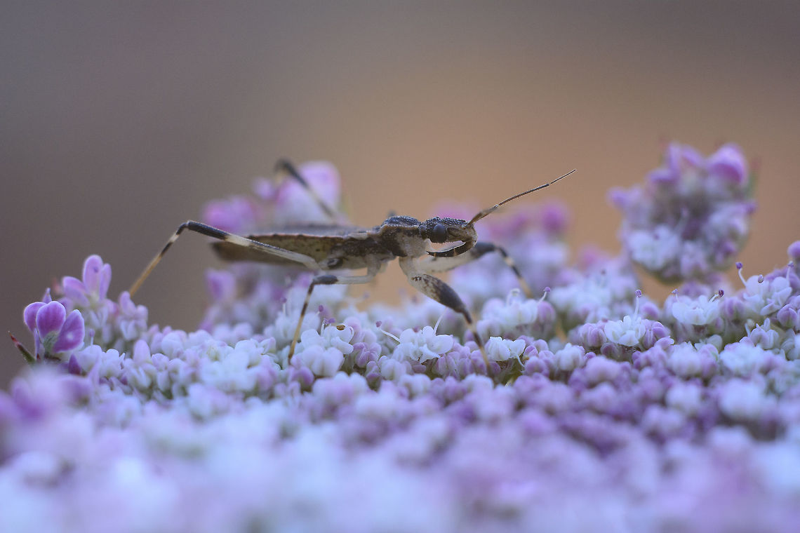 Onchocephalus sp Onchocephalus sp. nymph<br />
Lateral view<br />
Discussion here:<br />
<figure class="photo"><a href="https://www.jungledragon.com/image/80177/onchocephalus_sp.html" title="Onchocephalus sp"><img src="https://s3.amazonaws.com/media.jungledragon.com/images/2527/80177_thumb.jpg?AWSAccessKeyId=05GMT0V3GWVNE7GGM1R2&Expires=1770854410&Signature=ICcXBIBrFu%2FI86dUrrTrPvex%2FPE%3D" width="200" height="134" alt="Onchocephalus sp Onchocephalus sp. nymph<br />
Top view<br />
<br />
Lateral view here:<br />
https://www.jungledragon.com/image/80176/id_please.html arthropoda,biodiversity,bugs,hemiptera,heteroptera,insecta,insects,spring" /></a></figure> arthropoda,biodiversity,bugs,hemiptera,heteroptera,insecta,insects