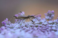 Onchocephalus sp Onchocephalus sp. nymph<br />
Lateral view<br />
Discussion here:<br />
https://www.jungledragon.com/image/80177/id_please.html arthropoda,biodiversity,bugs,hemiptera,heteroptera,insecta,insects