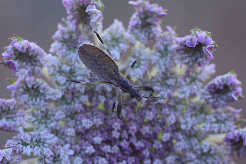 Onchocephalus sp Onchocephalus sp. nymph
Top view

Lateral view here:
https://www.jungledragon.com/image/80176/id_please.html arthropoda,biodiversity,bugs,hemiptera,heteroptera,insecta,insects,spring
