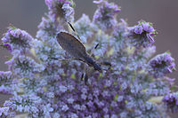 Onchocephalus sp Onchocephalus sp. nymph<br />
Top view<br />
<br />
Lateral view here:<br />
https://www.jungledragon.com/image/80176/id_please.html arthropoda,biodiversity,bugs,hemiptera,heteroptera,insecta,insects,spring