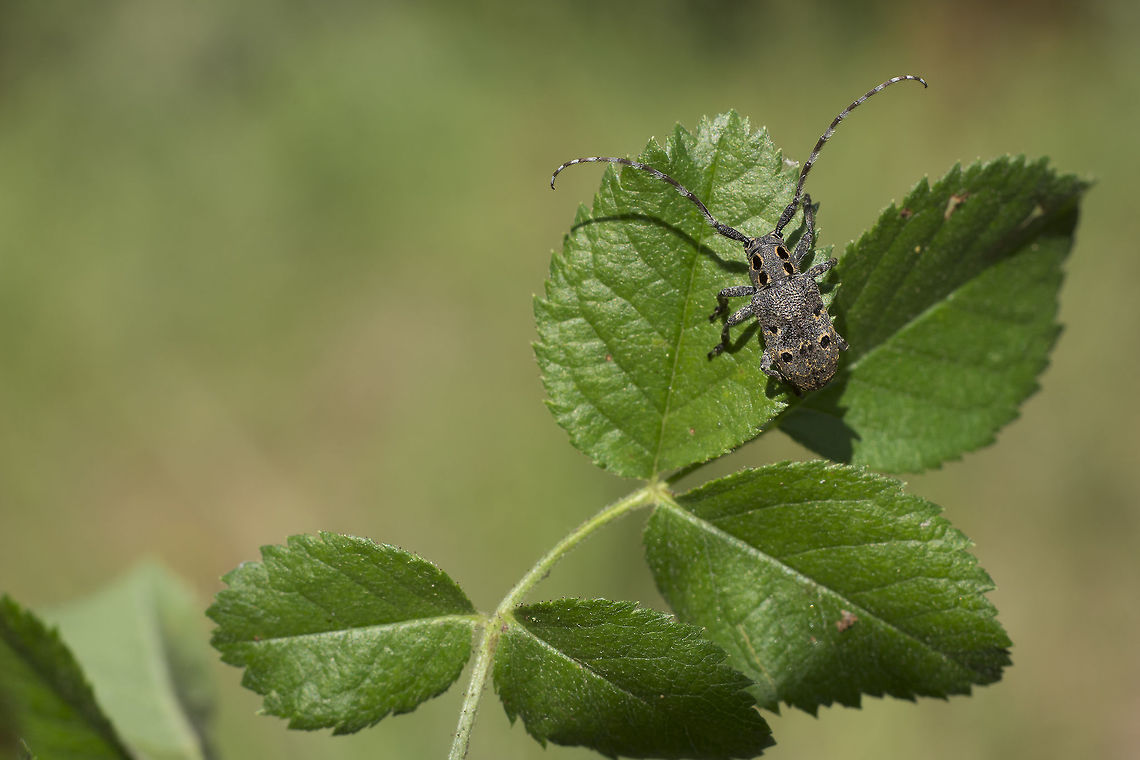 Mesosa curculionoides Mesosa curculionoides Mesosa curculionoides,biodiversity,cerambycidae,coleoptera,insecta,insects,spring