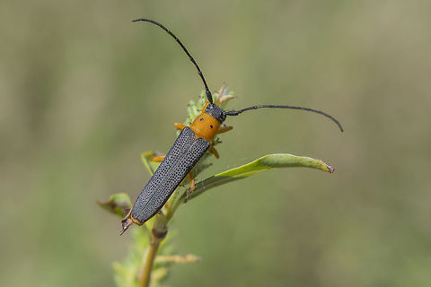 Oberea oculata Oberea oculata, top view
Captured on Salix sp.

Lateral view:
https://www.jungledragon.com/image/80181/oberea_oculata.html
 Oberea oculata,biodiversity,cerambycidae,coleoptera,insecta,insects,spring
