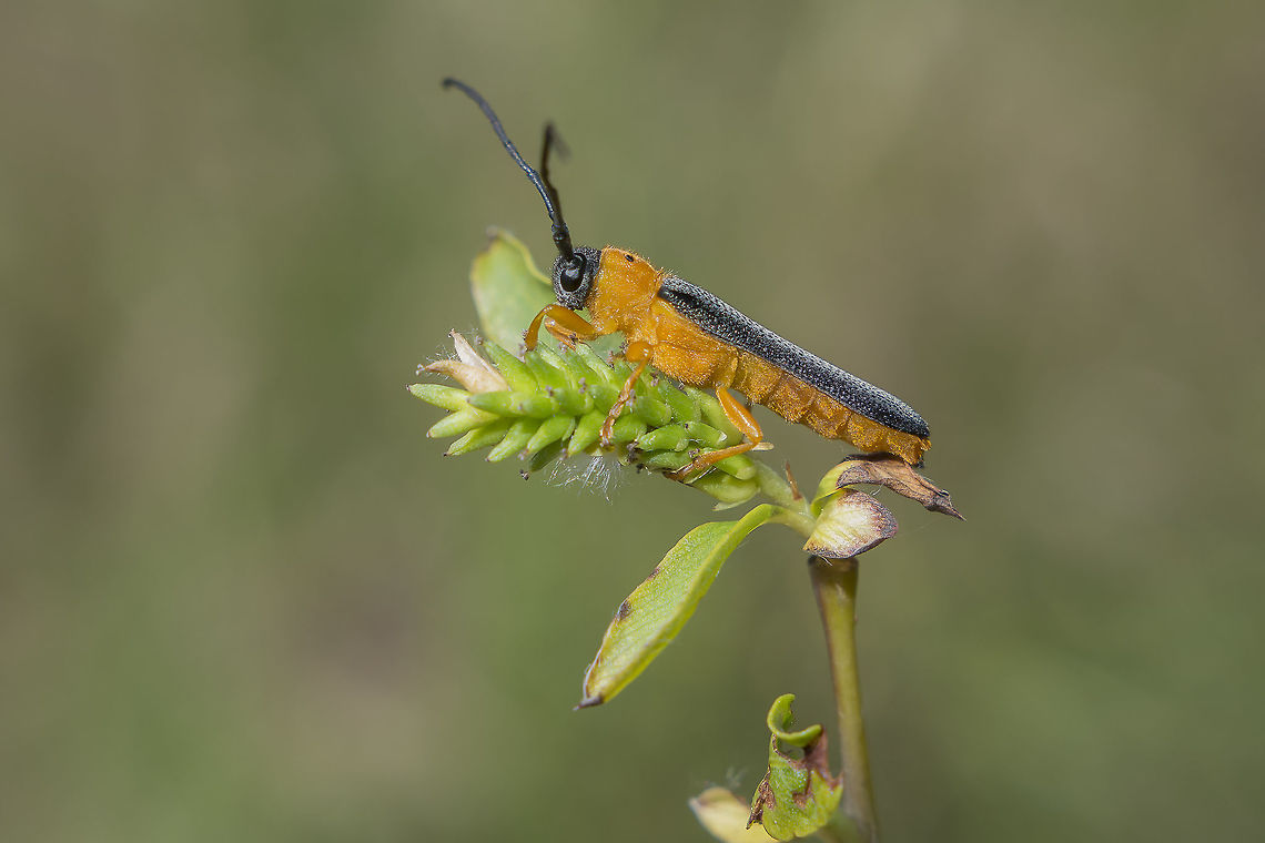 Oberea oculata Oberea oculata, lateral view<br />
Captured on Salix sp. Oberea oculata,biodiversity,cerambycidae,coleoptera,insecta,insects,spring