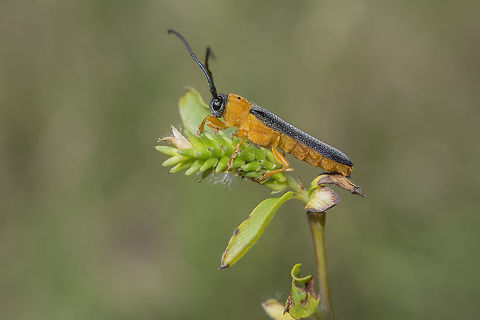 Oberea oculata Oberea oculata, lateral view
Captured on Salix sp. Oberea oculata,biodiversity,cerambycidae,coleoptera,insecta,insects,spring