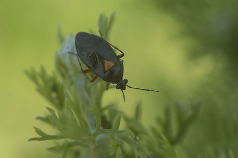 Deraeocoris ribauti Deraeocoris ribauti, female top view Deraeocoris,Deraeocoris ribauti,arthropoda,biodiversity,insecta,insects,miridae