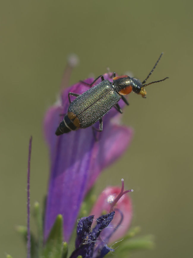 Clanoptilus marginellus Clanoptilus marginellus Clanoptilus marginellus