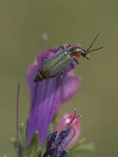 Clanoptilus marginellus Clanoptilus marginellus Clanoptilus marginellus