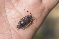 Porcellio echinatus - Female Top view<br />
Found under rotten Pinus sp tree bark<br />
 Animalia,Arthropoda,Isopoda,Malacostraca,Oniscidea,Porcellio echinatus,Porcellionidae,biodiversity