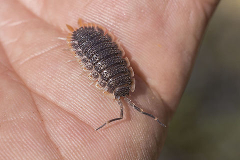 Porcellio echinatus - Front Frontal view
Found under rotten Pinus sp tree bark
Discussion Here:
https://www.jungledragon.com/image/80666/id_please.html Animalia,Arthropoda,Isopoda,Malacostraca,Oniscidea,Porcellio echinatus,Porcellionidae,biodiversity