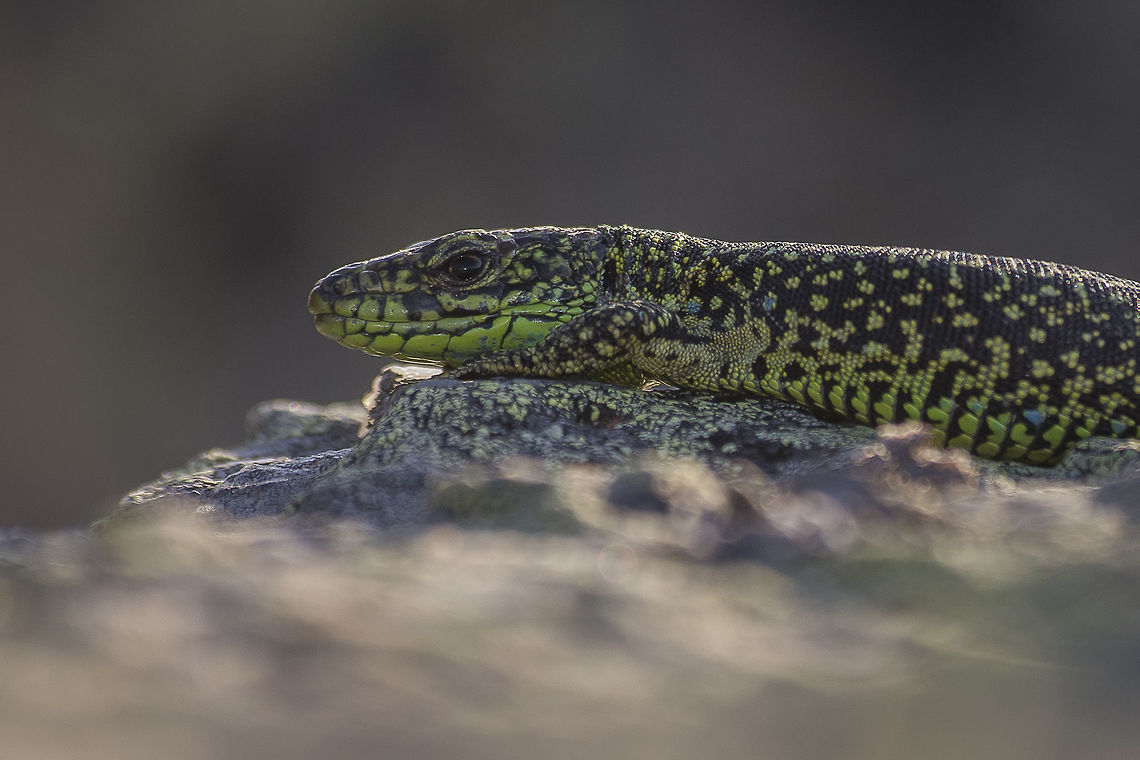 Iberolacerta monticola Iberolacerta monticola<br />
 Iberian rock lizard,Iberolacerta monticola