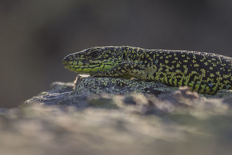 Iberolacerta monticola Iberolacerta monticola
 Iberian rock lizard,Iberolacerta monticola