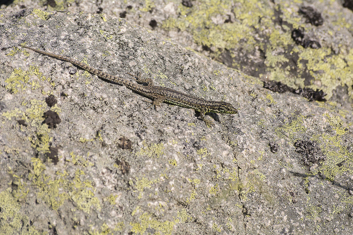 Iberolacerta monticola Iberolacerta monticola Iberian rock lizard,Iberolacerta monticola