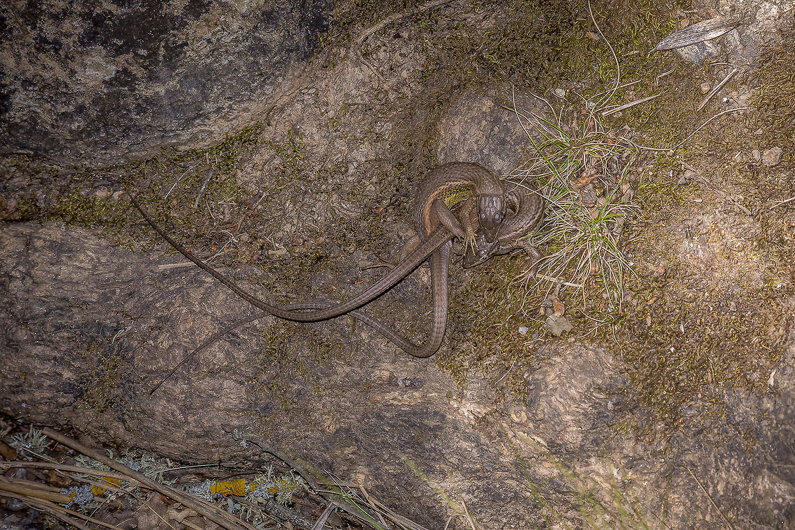 Entanglement Psammodromus algirus, copula Large Psammodromus,Psammodromus algirus