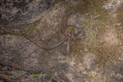 Entanglement Psammodromus algirus, copula Large Psammodromus,Psammodromus algirus