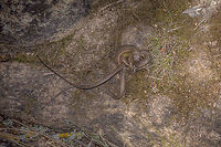 Entanglement Psammodromus algirus, copula Large Psammodromus,Psammodromus algirus